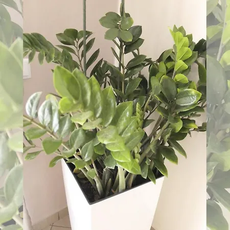 Sapphire & Ivory Luxury - Kavala